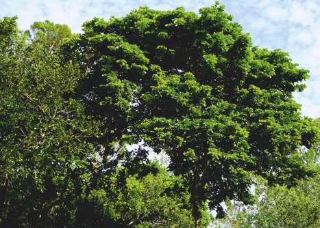 Ausgewachsener Pau-Brasil-Baum