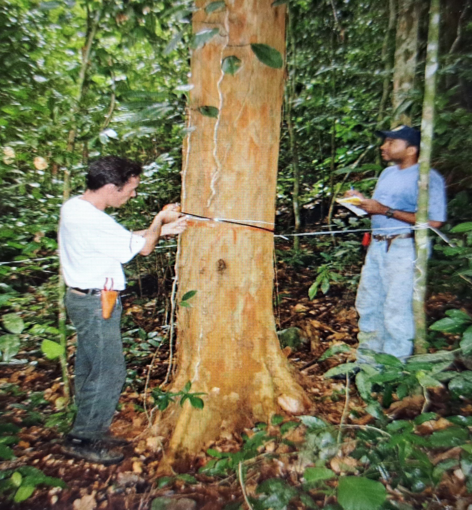 Vermessung eines großen Fernambukbaumes.